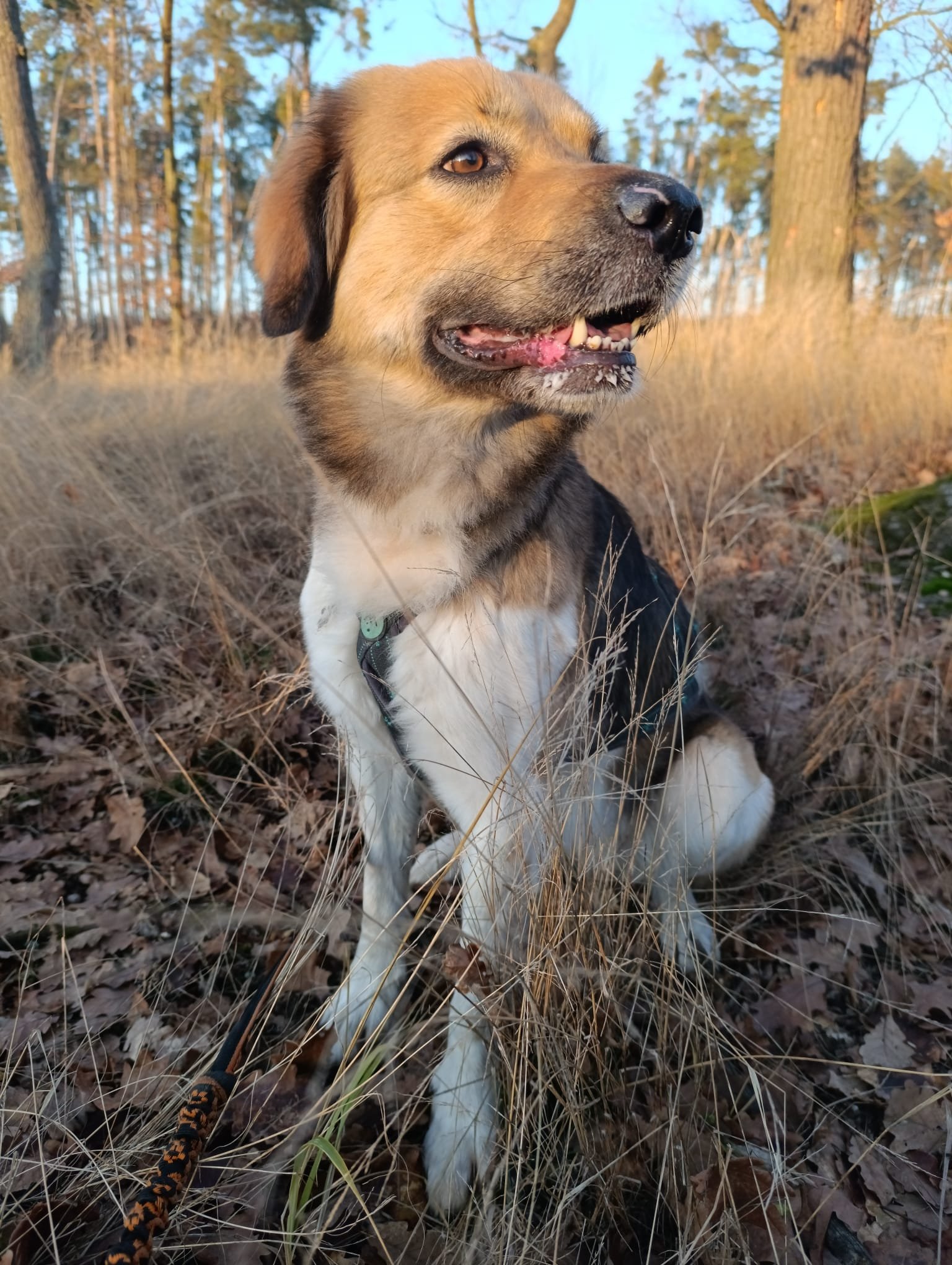 Baileys Brdský expres český horský pes