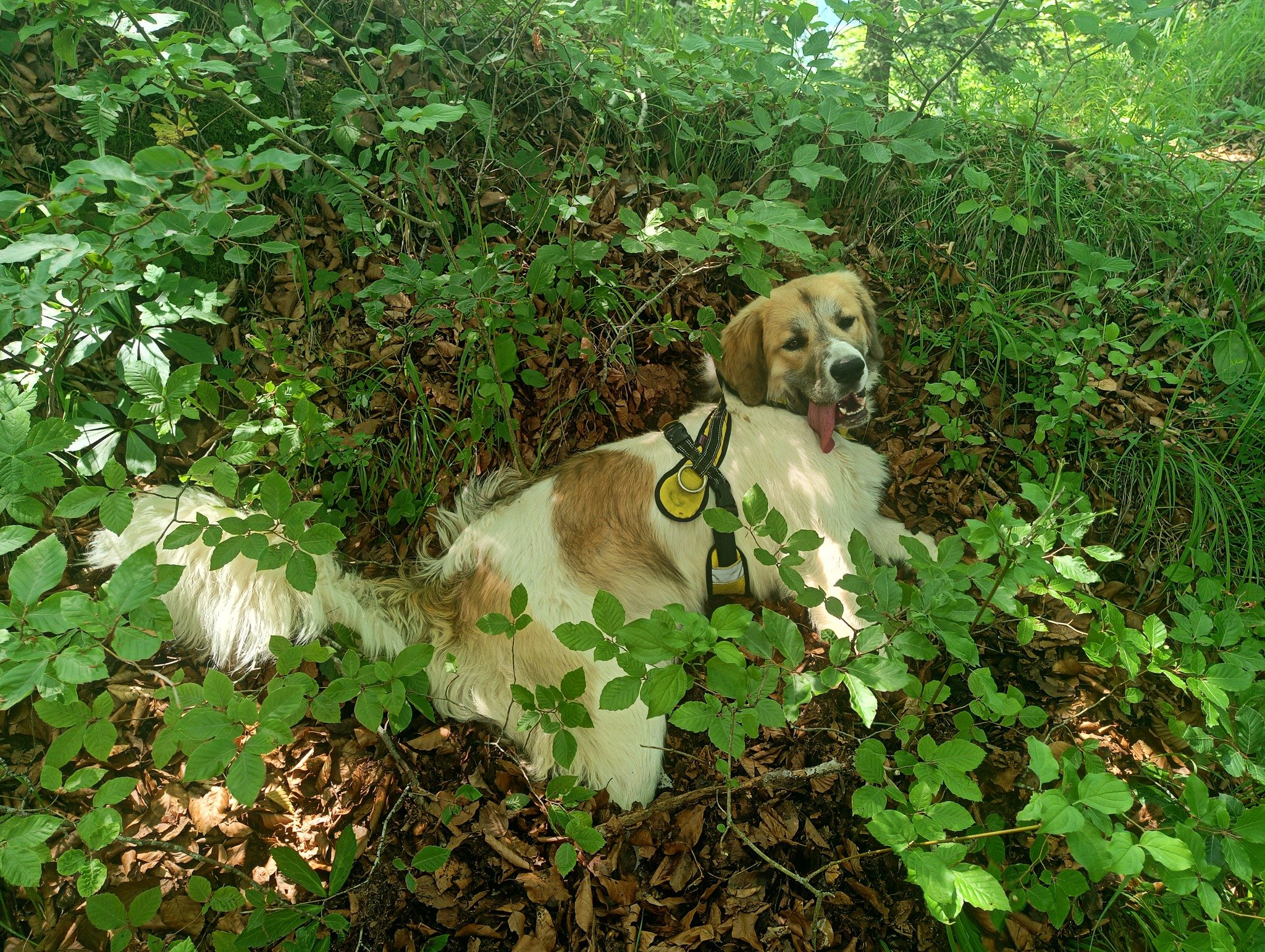 517142124_10236890268146617_4992229031047344031_n