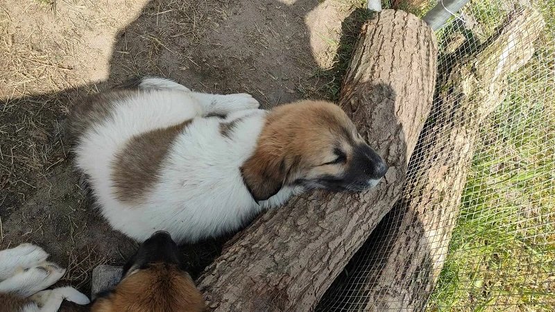 Arth Má tajemství | Český horský pes