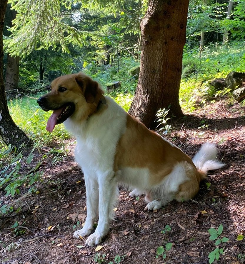 d7bb9b19-c9c4-4f3b-83a3-5fafb0b6628a